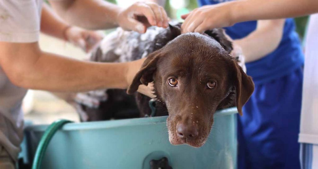 Cada cuánto hay que lavar a un perro